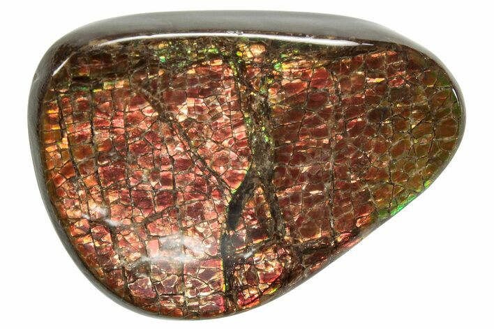 Flashy Ammolite (Fossil Ammonite Shell) - Reds & Oranges #357651